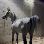 حصان شعبي