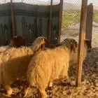 خرفان بلدي