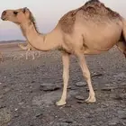 القحات للبيع