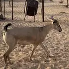 معزا هجين وعل