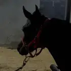 حصان شعبي