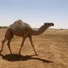 مشاءالله بكرةشقح عمره 4 5 شهور البكر كفو طيبه
