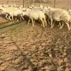 للبيع حريات مواليد