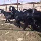 جفار للبيع