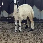 رخل ذبيحة