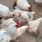 دجاج فرنسي