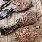 بواشق وحوش