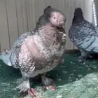 زوج حمام بلاندنيت فراشة هدد