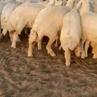رخال صنف. مقاني