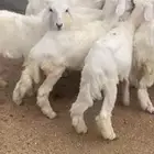بهم تربيه للبيع