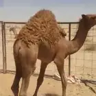 حاشي عمره حول 7 اشهر
