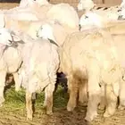 طليان من خمس لثمنيه شهور