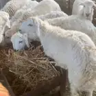 طليان للبيع