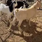 سبعه طليان وربعه تيوس جذعان