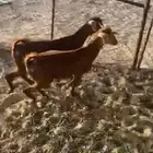 للبيع تيسين فللل كفوا