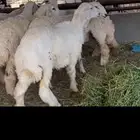 حريات رخال جذعات
