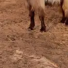 فحل مصري فاخر ( تم البيع )