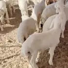 هرافا