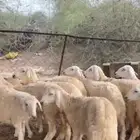 رخال حريات
