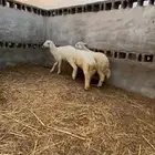طليان طيبه للبيع