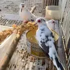 يمام ماسي ذكور