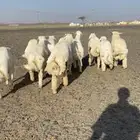 طليان حري طيبه