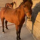 بونية معها مهرة للبيع او البدل بفرس