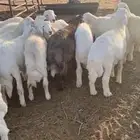 بهم حري
