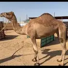 ناقه حايل فل شحم