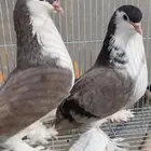 جوز حمام شيرازي