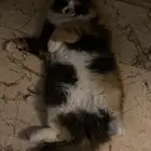 تبني قطه انثى شيرازي
