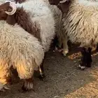 جذعان نعيمي بلدي