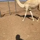 قعود علياني