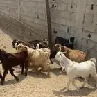 تيوس 9