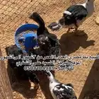 بط وارانب.