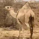 ناقة حايل بريه