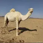 بعير علئ تمام