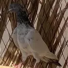 انثى حمام باكستاني للبيع