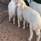 خرفان حريات من المراح