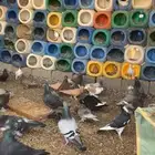 حمام