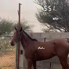 خيل شعبي