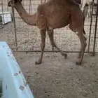 قعود