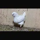 حمام للبيع