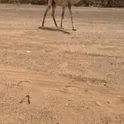 قعود حوار اوضح على صدام ابن قريع