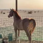 مهر ابوه ببور مصري امه شعبي