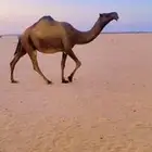 للبيع ناقه لقحه ثنو لها 6شهور في القاح مشروطه