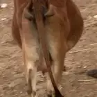 بقره للبيع