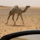 بكره للبيع