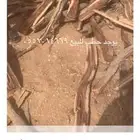 البيع ع مسح الصندق الغمارتين هايلوكس