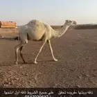 ناقه وبنتها مفروده تحقق على جميع الشروط